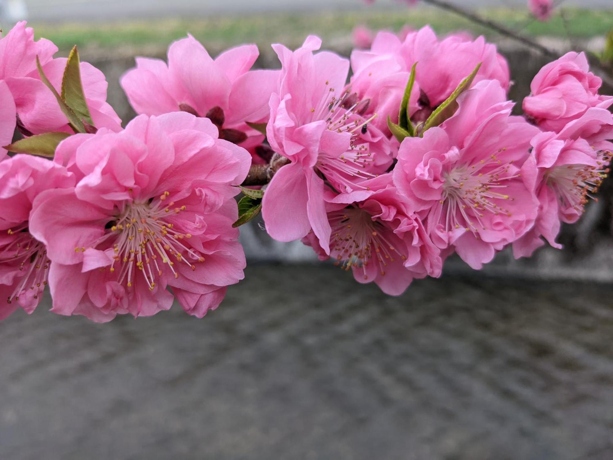 Farm Stay Inn Sanzaemon-Tei 母屋guesthouse Shiga-Takasima Traditional Japanese Architecture House Екстериор снимка