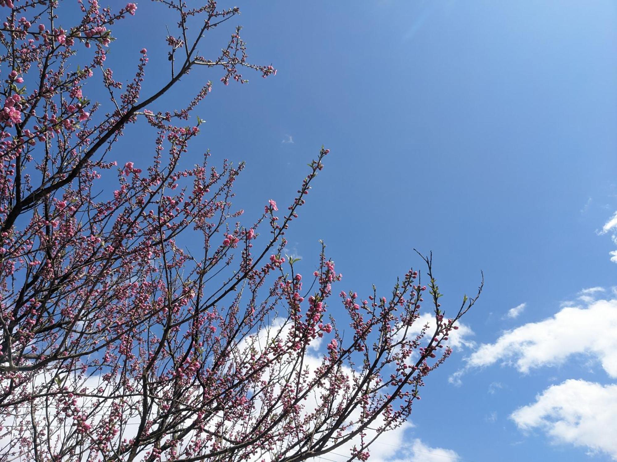 Farm Stay Inn Sanzaemon-Tei 母屋guesthouse Shiga-Takasima Traditional Japanese Architecture House Екстериор снимка